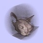 3D Texture Volume Visualization with shading (CT Scan of a cat, with artefacts)